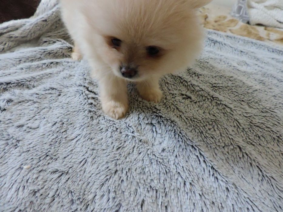 Szpic miniaturowy Pomeranian