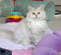 Koteczka selkirk rex  1,5 roczna