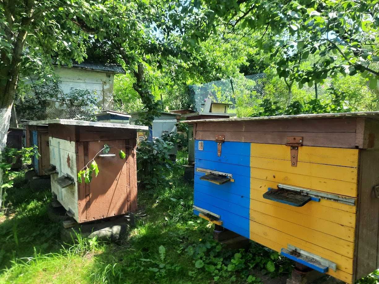 Продам бджоли недорого