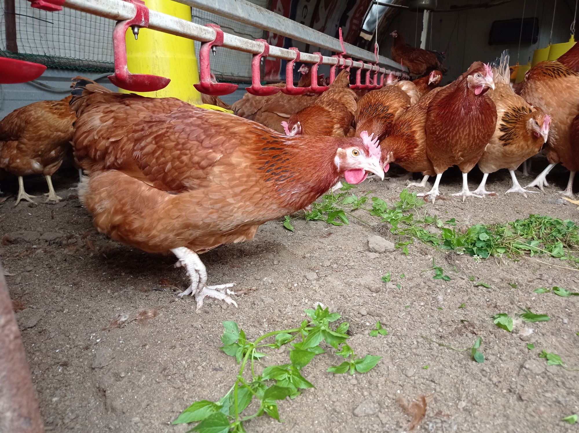 Kurki Rossa leghorn zielononóżki kokoszki kury jajko