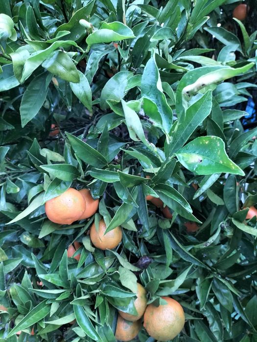 Tengerinas biológicas