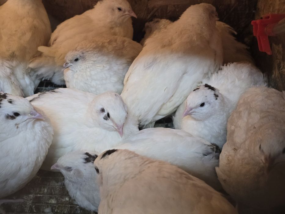 Przepiórki nioski texas teksas faraon brojler fenix celadon mandzurska
