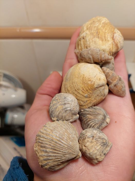 Fósseis lote 10 peças