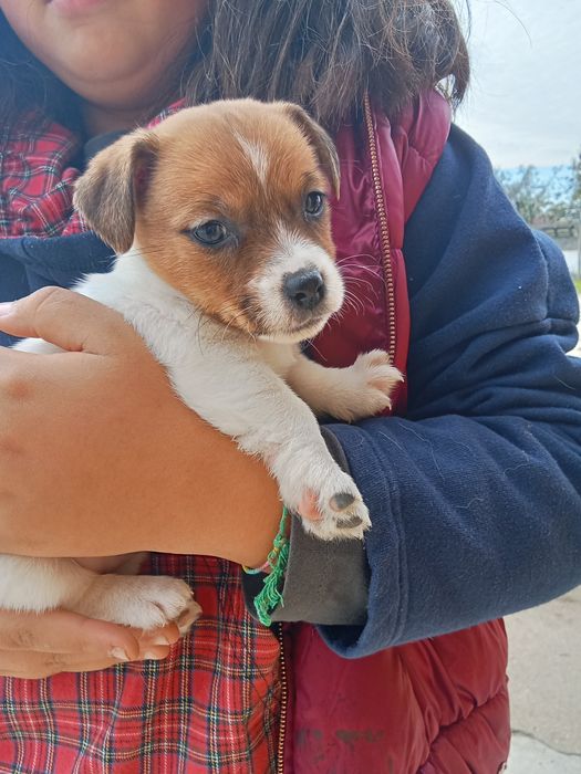Cachorro Jack Russell Terrier bicolor