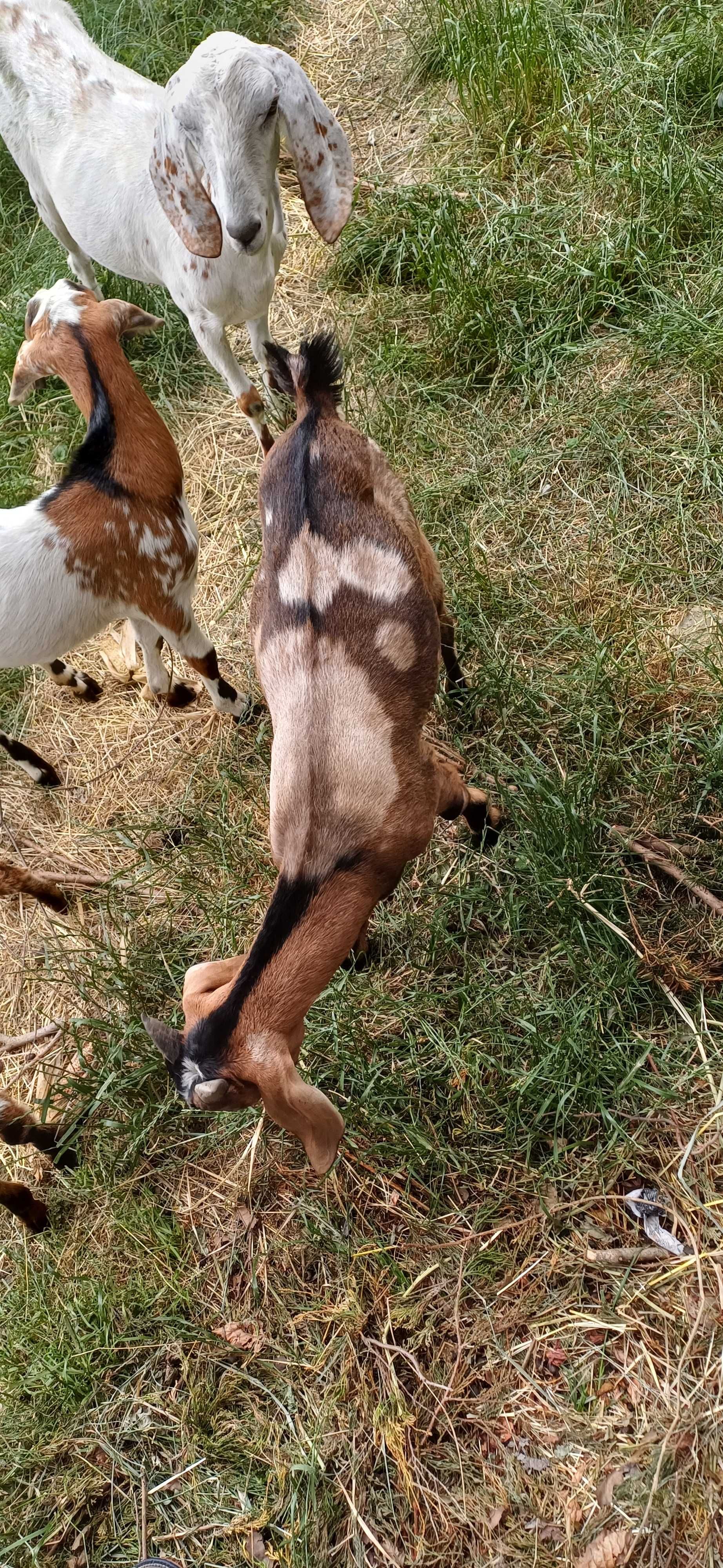 kozy anglonubijskie - biała bezrożna genetycznie, capek w łatki.
