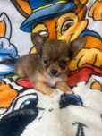 Chihuahua szczeniaczek