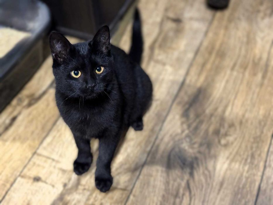 Czarna kotka, 5 mcy do adopcji
