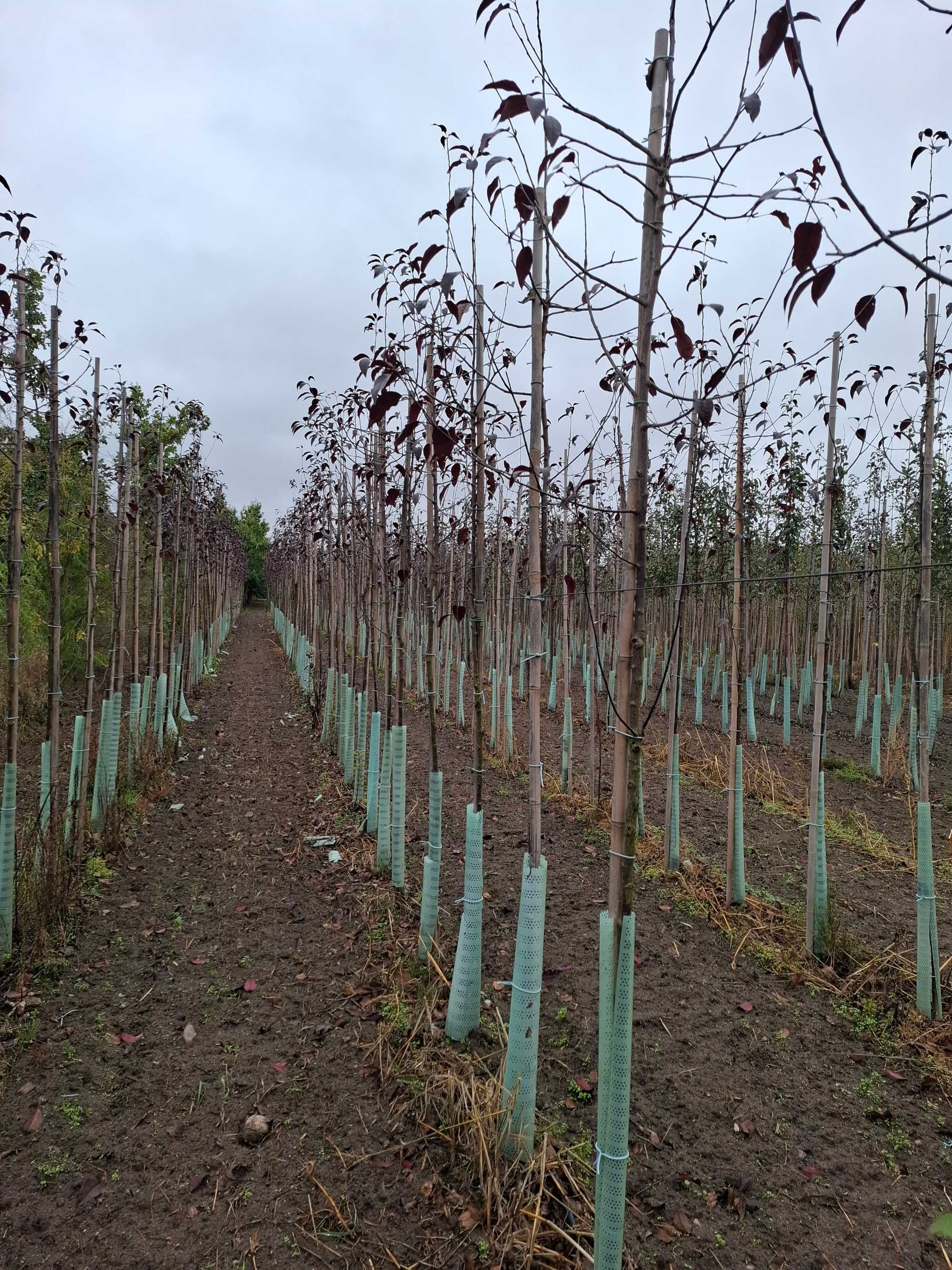 Jabłoń ozdobna Ola Royalty Profusion Red Sentinel , Malus