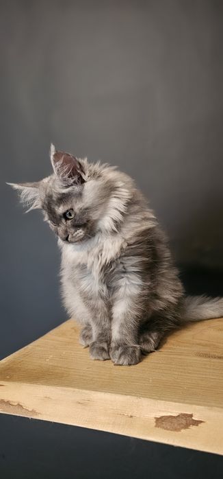 Koteczka Maine coon