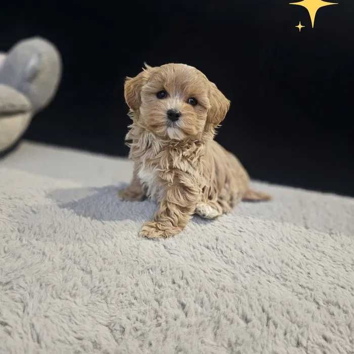 Maltipoo disponível