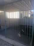 Canil Galvanizado