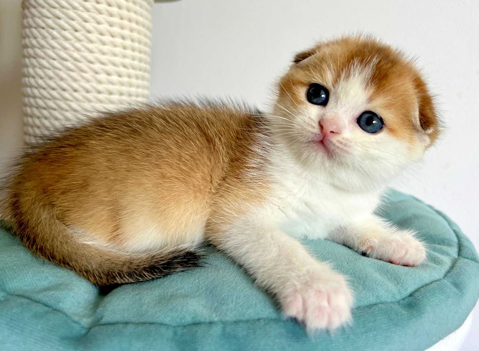 Uroczy kotek szkocki zwisłouchy krótkowłosy złoty