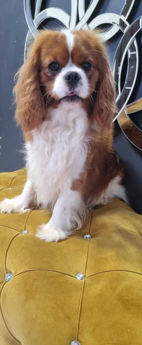Cavalier King Charles Spaniel Reproduktor Na Sprzedaż