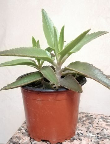 Suculenta Kalanchoe Aranto (Mãe de Mil) - planta em vaso