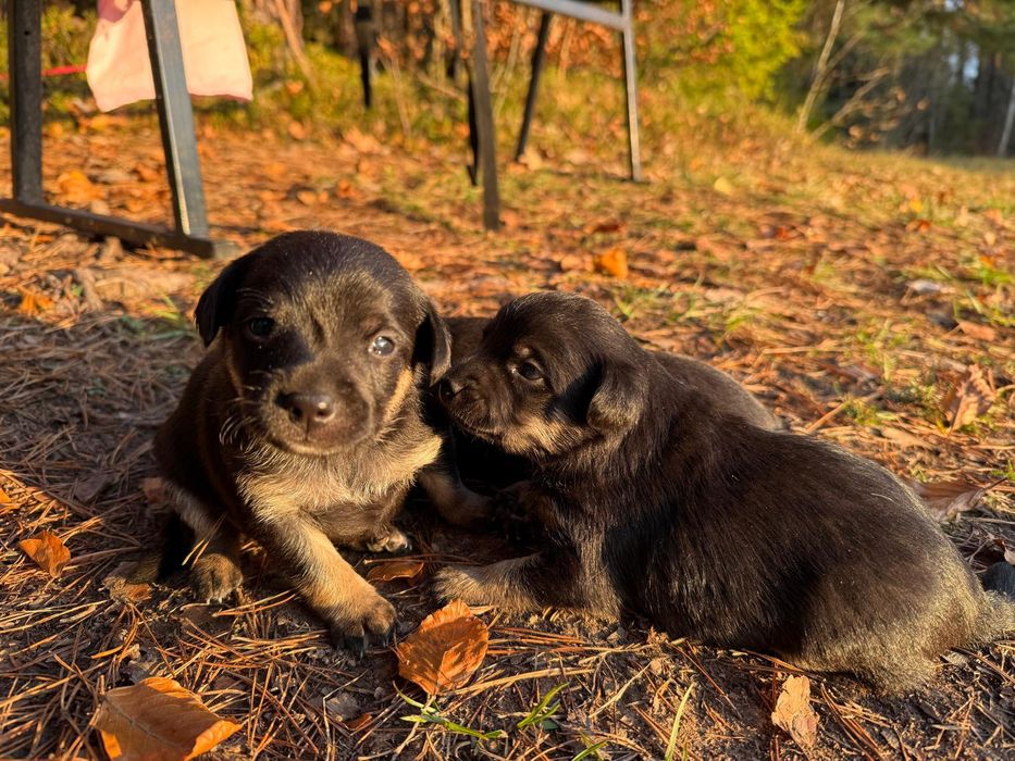 Podwójne szczęście na święta - dwa szczeniaczki szukają domu