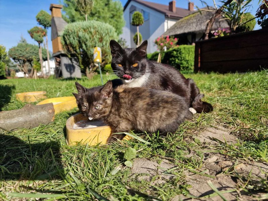 Oddam za darmo małe koty kota