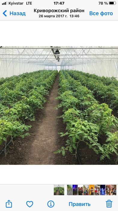 Теплиці , парники в оренду