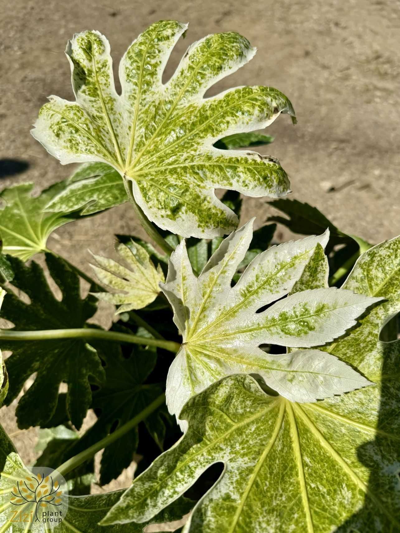 Fatsia japonica 'Spider's Web, Facja japońska, 40-60cm, 100-120cm