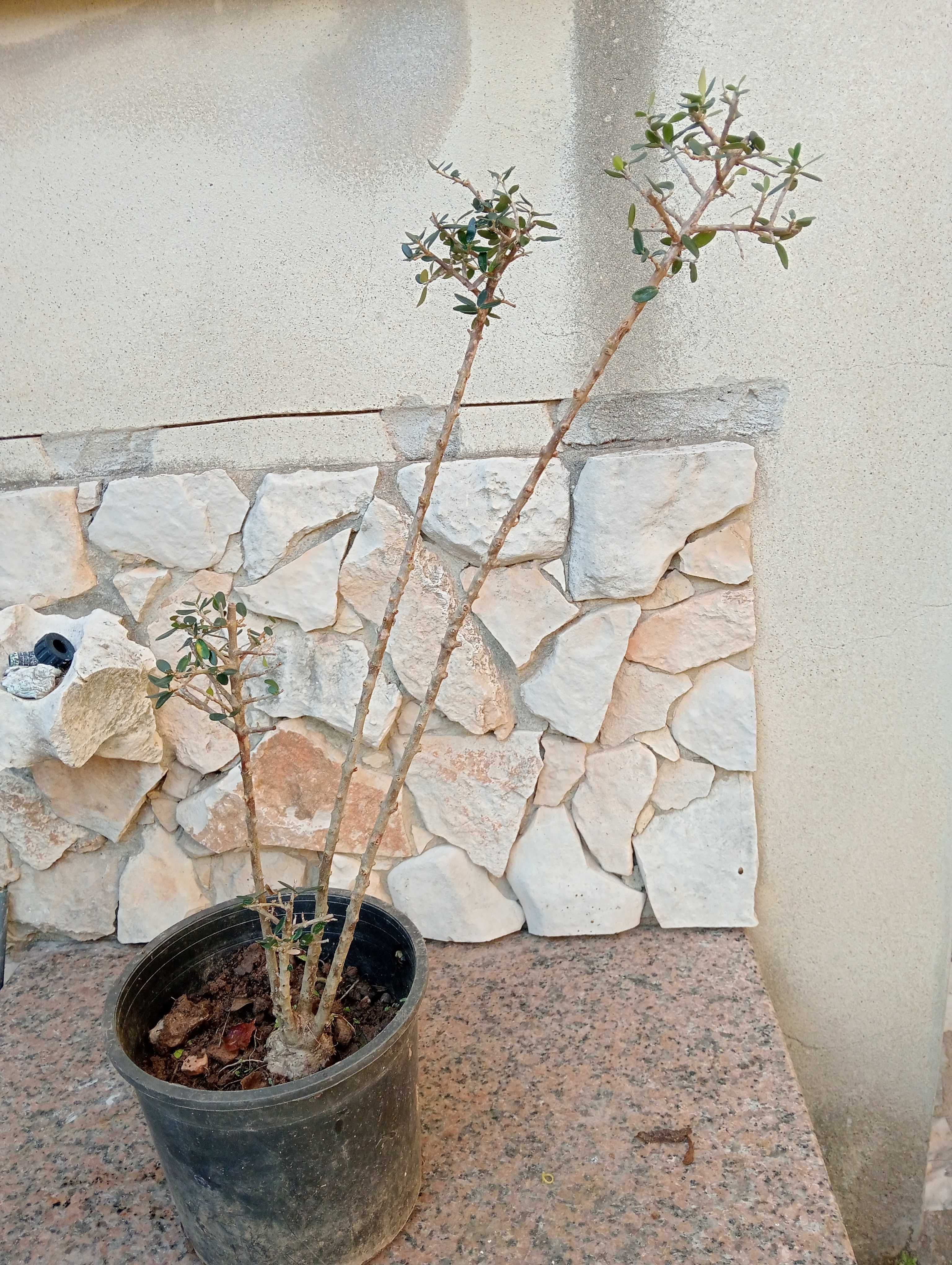 Oliveiras de jardim