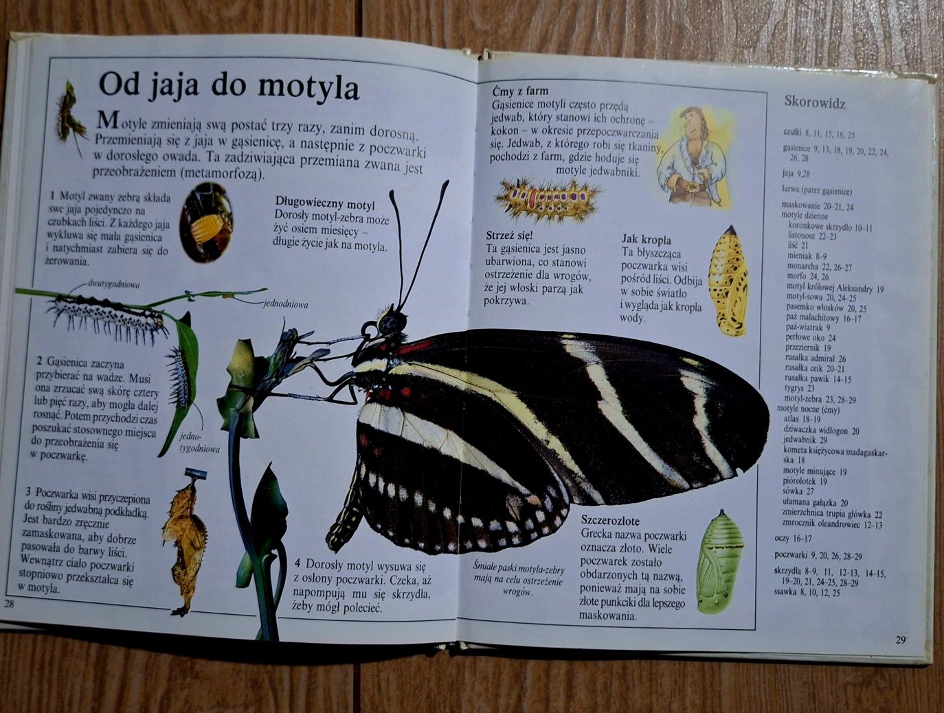 Motyle zdumiewające swiaty