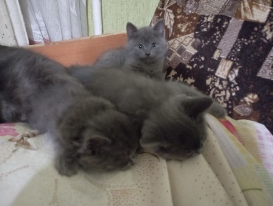 Отдам котят бесплатно