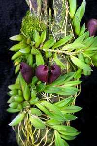 Мініатюрна орхідея pleurothallis saracenia