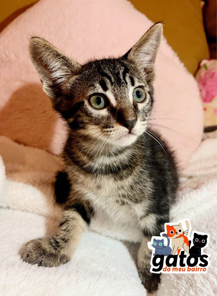 Gatinho Cupcake para adoção