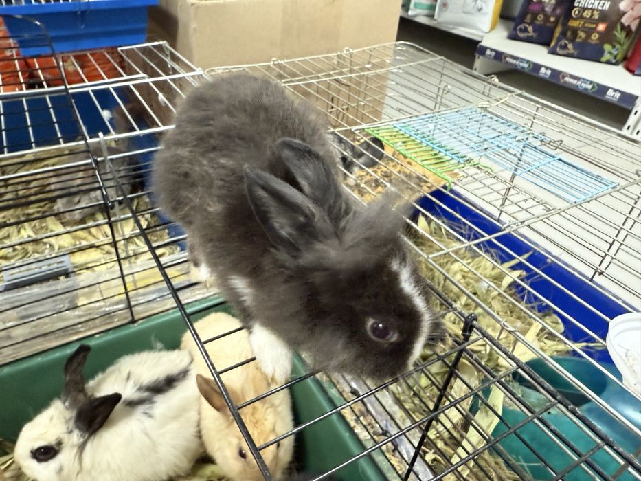 Кролики МИНИ (800 грамм) малыши