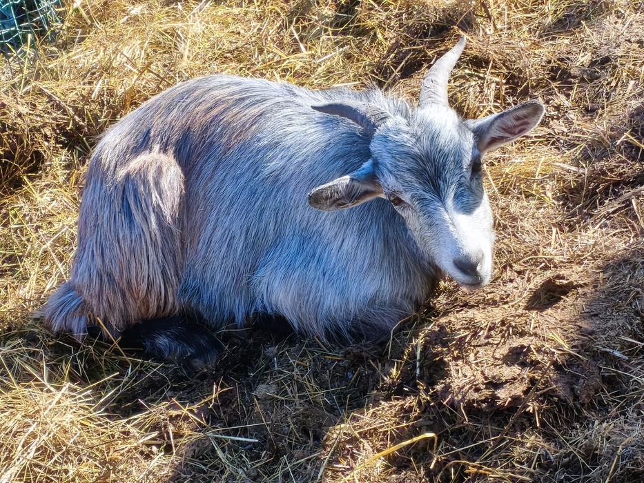 Vendo cabras prenhas
