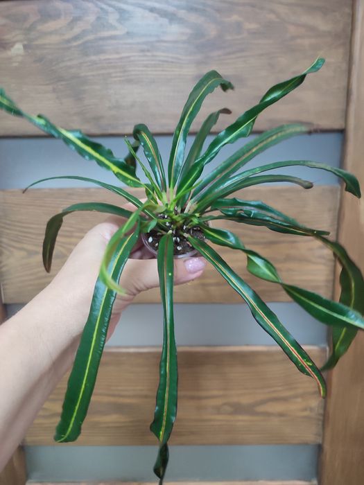 Продам домашні Кротони