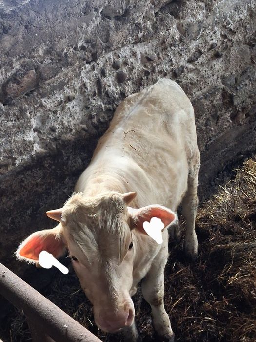 Sprzedam dwa byczki, salers blonde