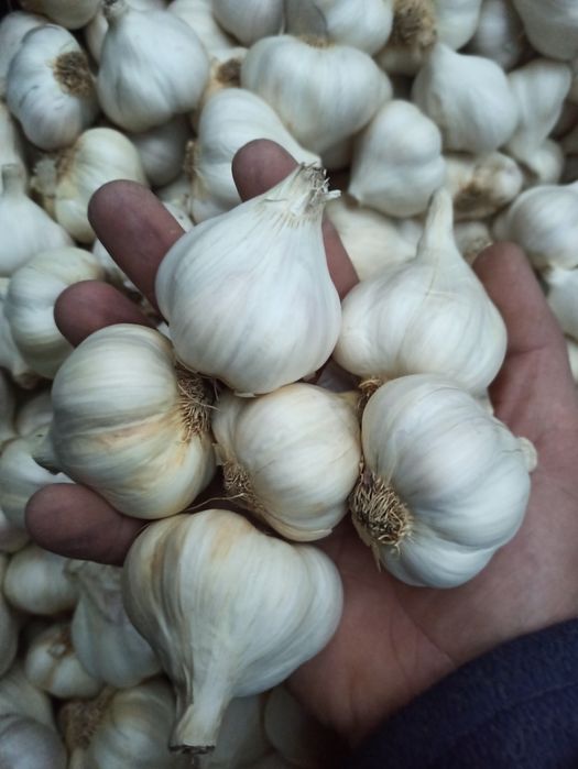 Яровий Сочинський