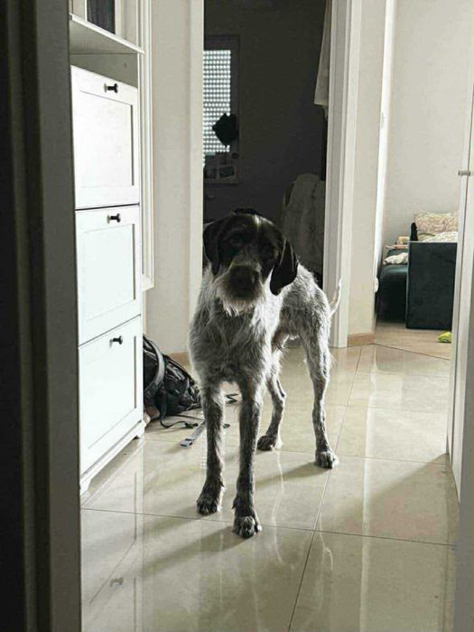 Młodziutki pies w typie wyżeł niemiecki szorstkowłosy do adopcji