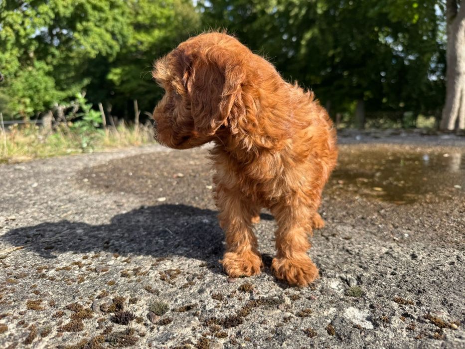 cavapoo szczeniak