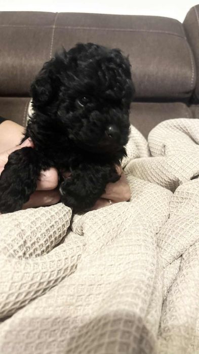 Russkaya Tsvetnaya Bolonka piesek Nero