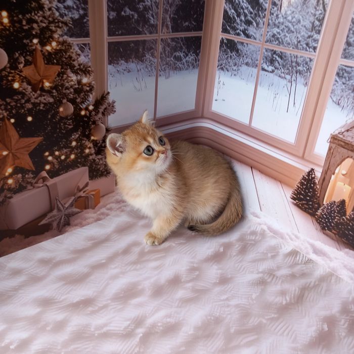 Британська золота шиншила