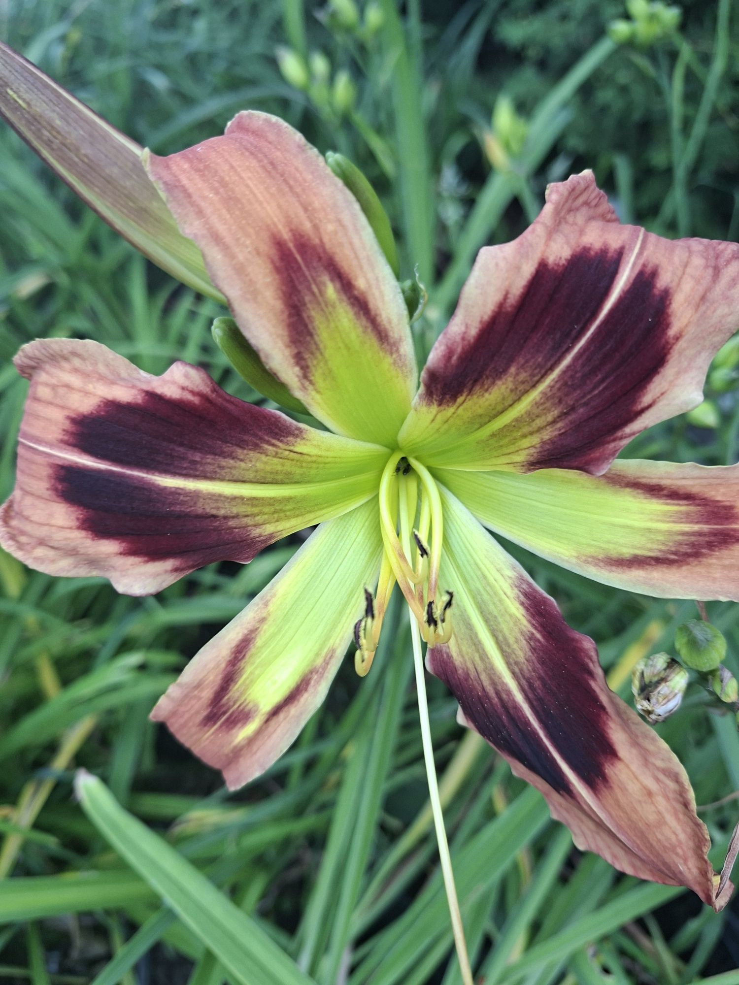 Liliowiec sadzonka