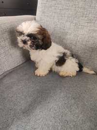 Śliczny piesek shihtzu