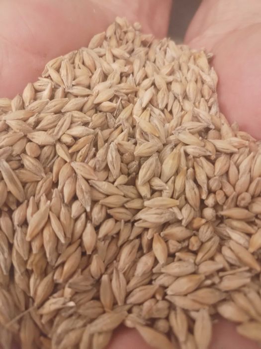 Jęczmień zimowy, jary, żyto