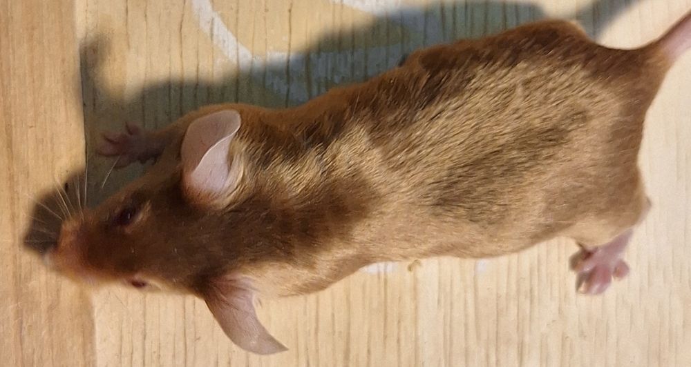 Myszy myszki kolorowe dumbo