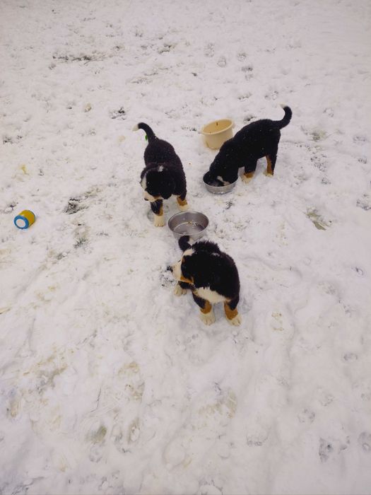 Sprzedam Psa berneńczyka