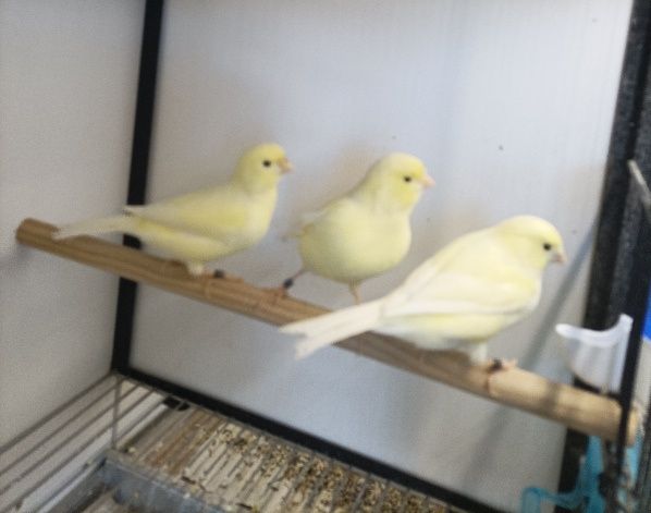 Canários Amarelo Marfim