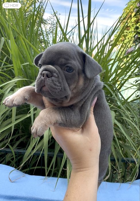 Красуні та красунчики чекають на найкращих батьків