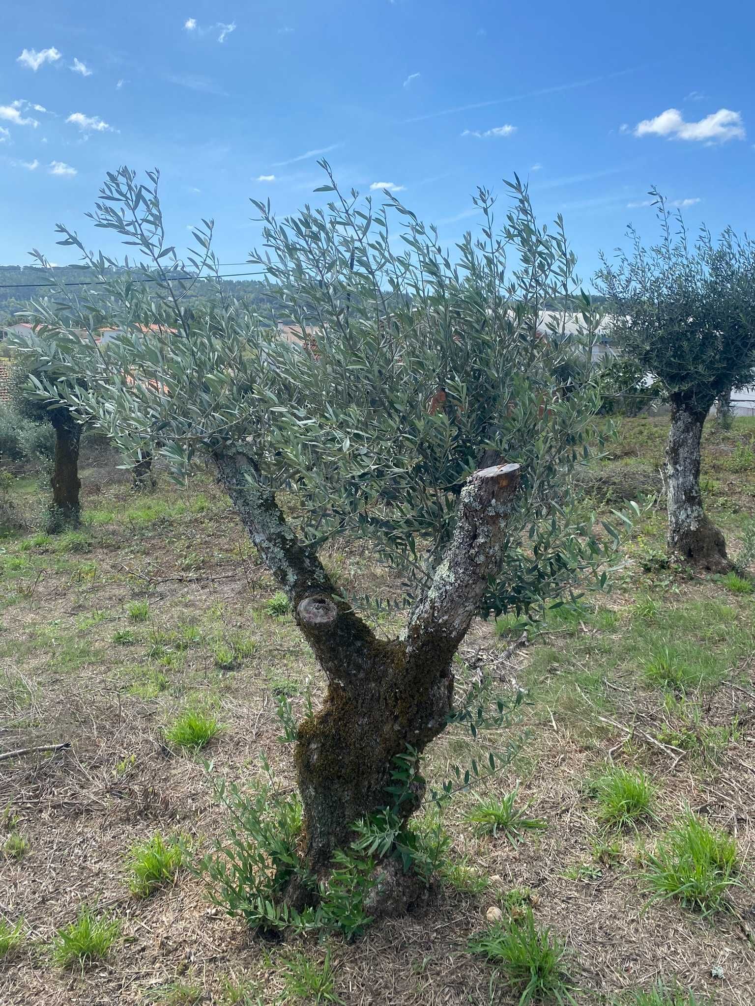 Oliveira centerária ideal para jardim