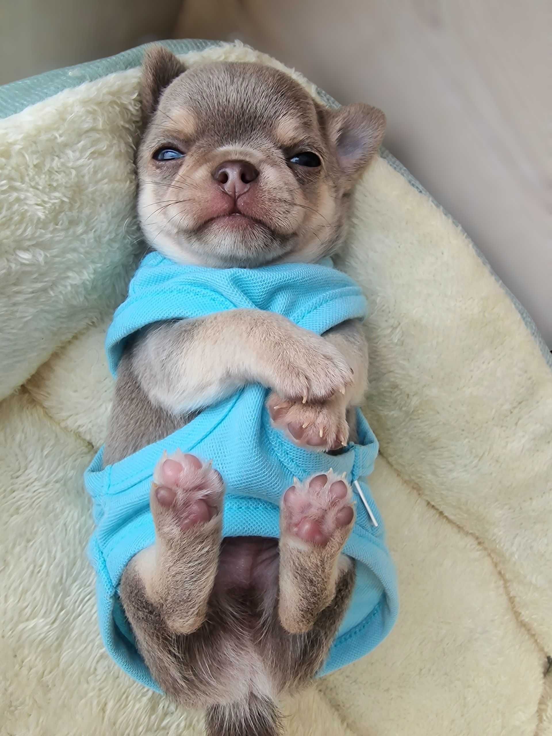 Chihuahua ZKwP/FCI liliowy chłopiec