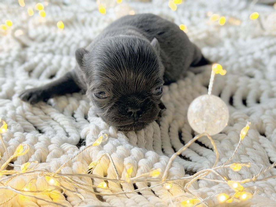 ***Xxs Niebieski mini chłopczyk chihuahua***