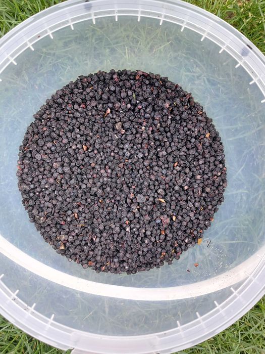 Чорниця сушена(яфина полонинська)100 грам