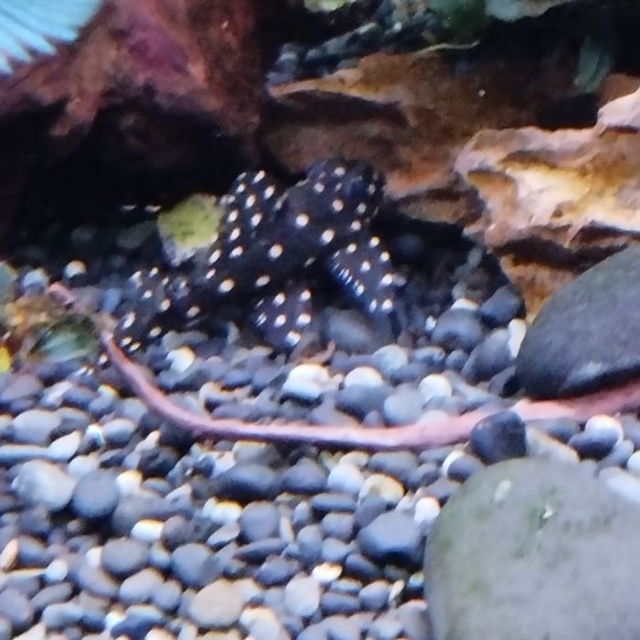 Zbrojniki L 201 (glonojad)sprzedam