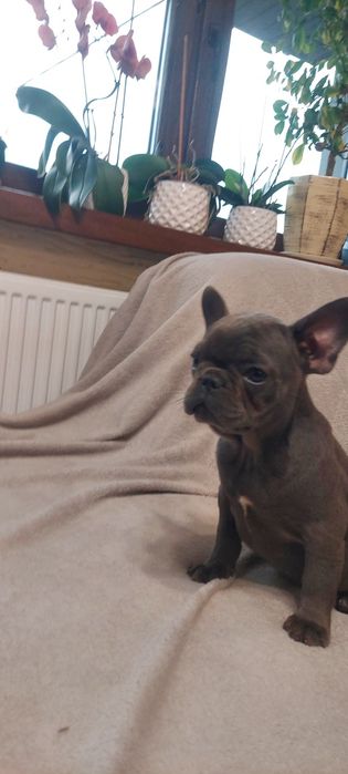 Buldog Francuski suczka maści blue-niebieskie  Elza
