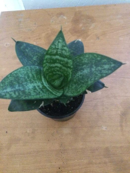 Сенсевєра Кімнатна рослина